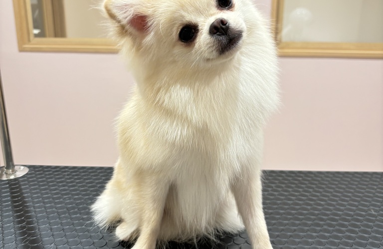 当日予約を相談 | 東京都世田谷区のトリミングサロンならSALON KUU