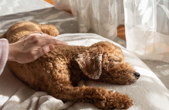 老犬のお手入れを実施 | 東京都世田谷区のトリミングサロンならSALON KUU