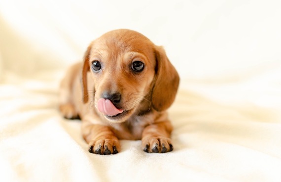 愛犬への特別なケアを提供するトリミングサロン