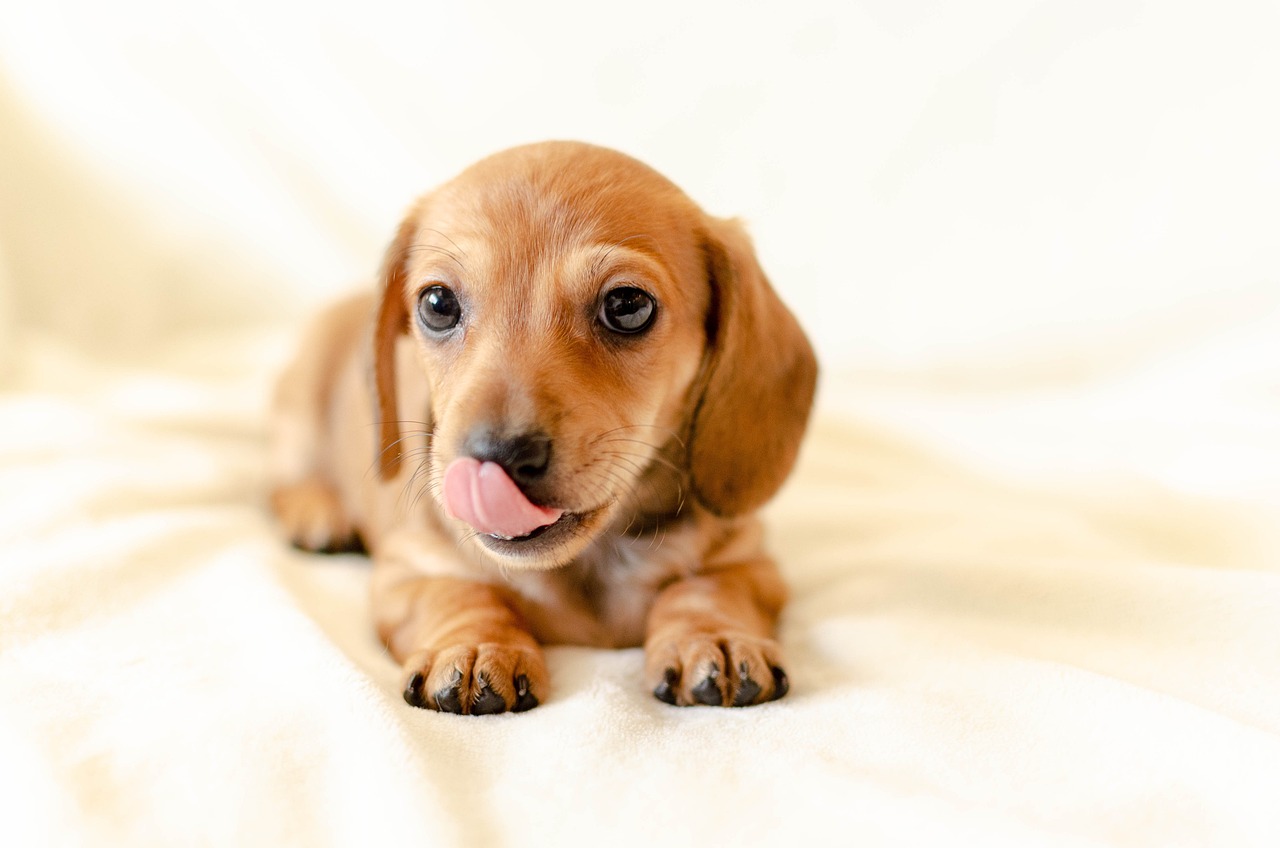 愛犬への特別なケアを提供するトリミングサロン