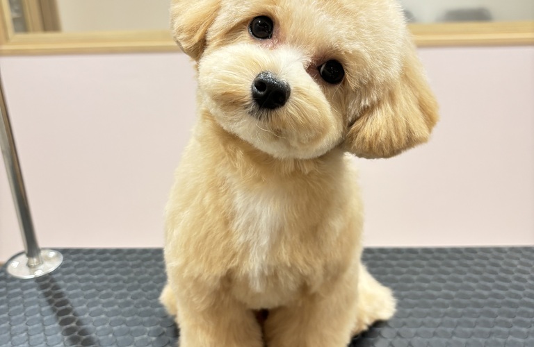 世田谷近くのトリミングサロンならSALON KUU